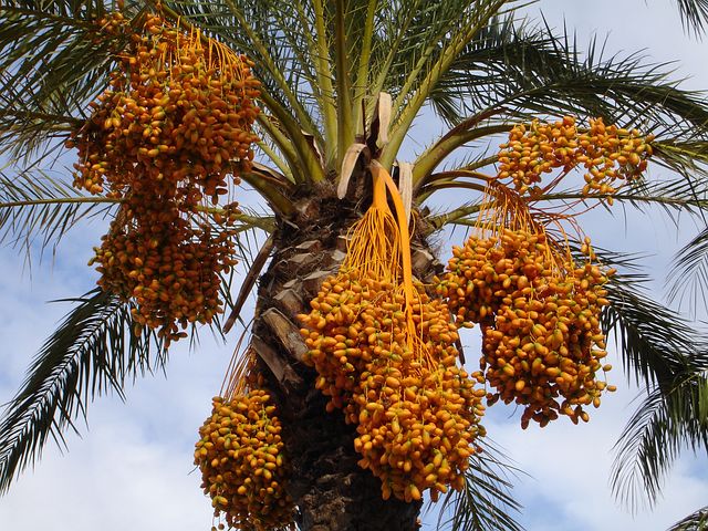 khajur Khane Ke Fayde | Benefits of Eating Dates from Controlling Blood Pressure to Anemia 2023